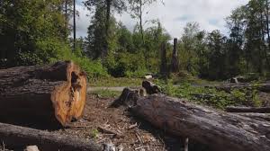 Best Hazardous Tree Removal  in Bend, OR