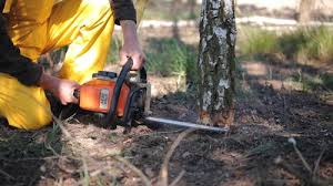 Best Stump Grinding and Removal  in Bend, OR